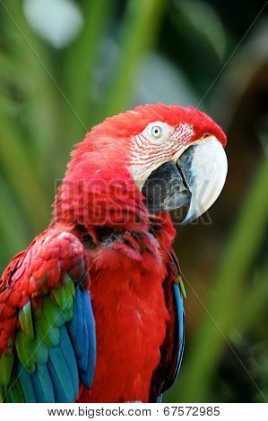 Macaw