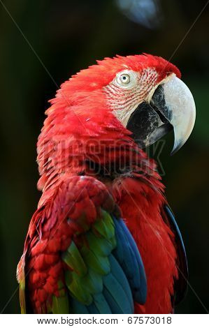 Macaw