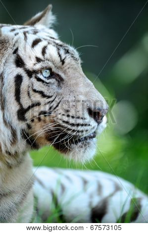 White Tiger