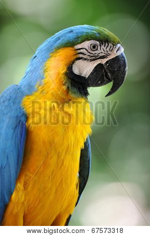 Macaw