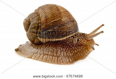 Grawling Snail Isolated