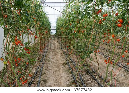Grape Tomato Plantation