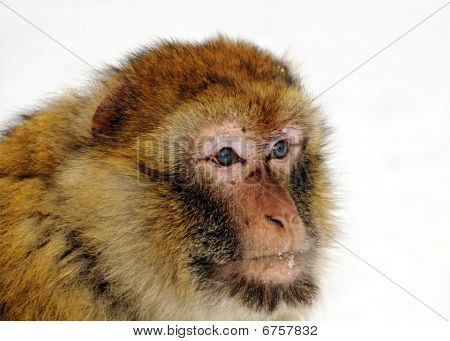 Barbary Ape
