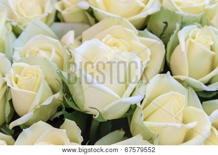 Bright bouquet of white roses