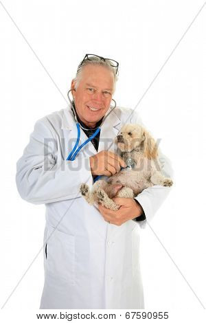 A kind and caring Veterinarian Checks the Heart, Lungs and Mammary Tumors on a sweet little 10 year old poodle. Isolated on white with room for your text. Mammary Tumors are fairly common in dogs.