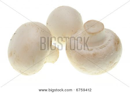 Champignons isolato