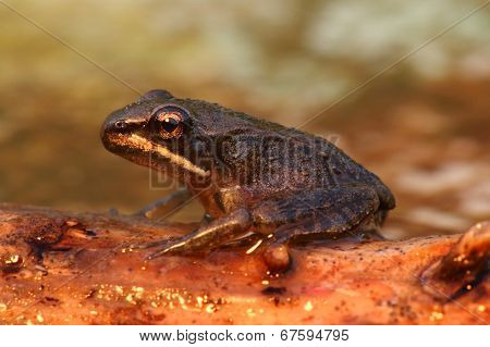 Wood Frog (rana Sylvatica)