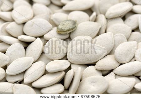 Bumpkin Seeds