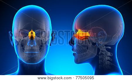 Female Ethmoid Skull Anatomy - Blue Concept