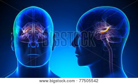 Male Hippocampus Brain Anatomy - Blue Concept