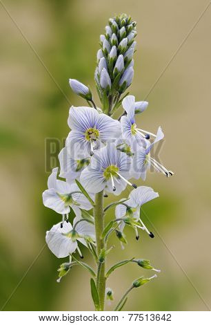 Gentian Blue Speedwell - Veronica gentianoides var. Robusta
in garden