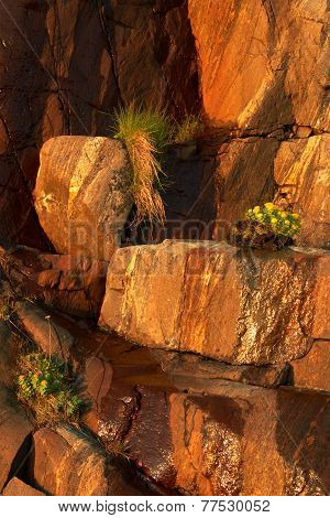Grass On Rock