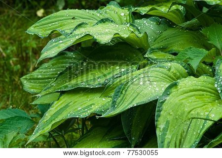 Decorative leaves