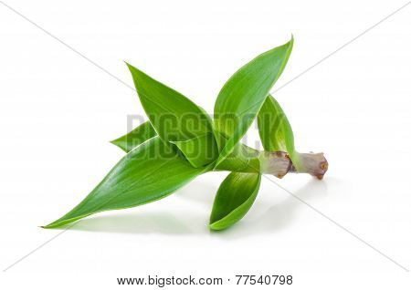 green sprout
