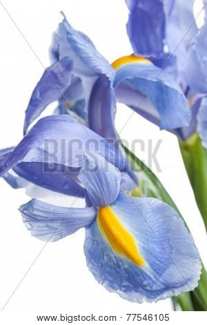 Iris. Beautiful Flower On Light Background
