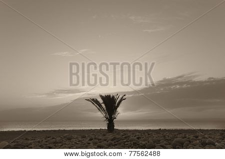 Palm Tree In The Beach At Sunset. La Palma. Spain