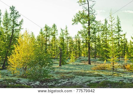 Landscapes Of The Far North