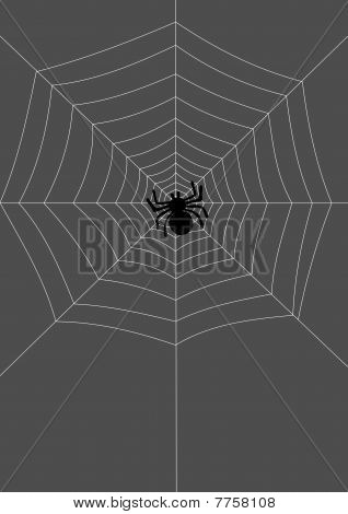 Spider på nettet