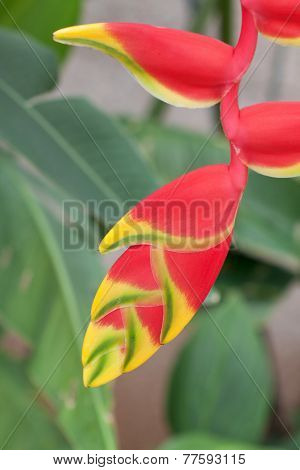 Heliconia Rostrata