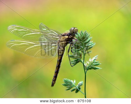 Dragonfly auf Gras