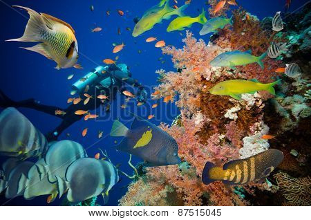 Colorful underwater offshore rocky reef with coral and sponges and small tropical fish swimming by in a blue ocean