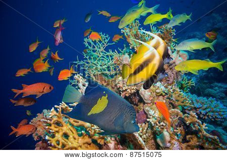 Colorful underwater offshore rocky reef with coral and sponges and small tropical fish swimming by in a blue ocean