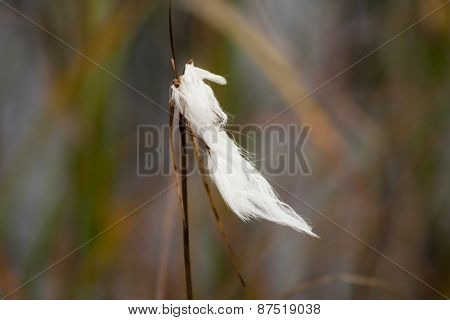 cottongrass
