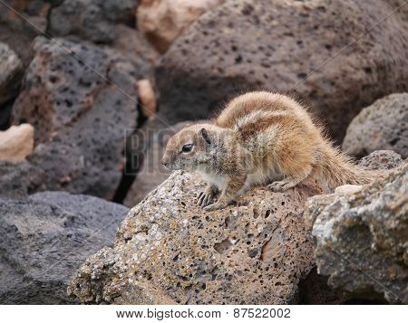Barbary ground squirrel