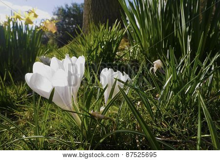 Spring Flowers