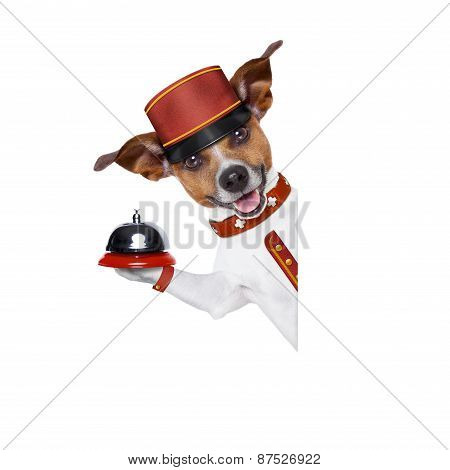 Bellboy Dog