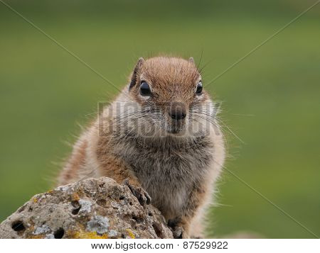 Barbary ground squirrel