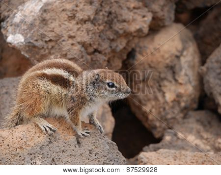 Barbary ground squirrel