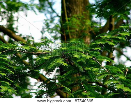 coniferous branch