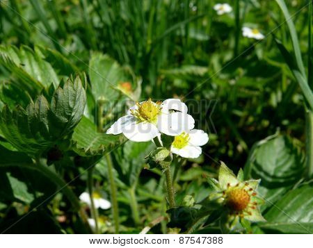 flower strawberries