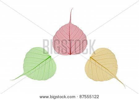 Green, Yellow And Red Leaves Bodhi , Macro, Isolated On White
