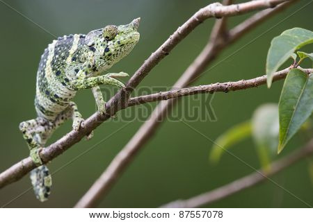 Melleri's Chameleon (chameleo Melleri) Creeping Along A Branch