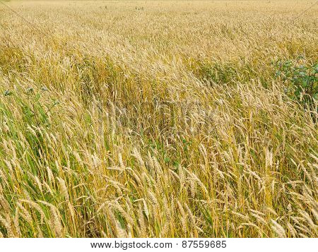 Endles Yellow Beautifull Wheatfield In Summer