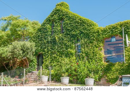 Creeper Covering A House