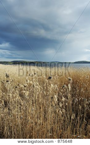 Summer_Landscape11
