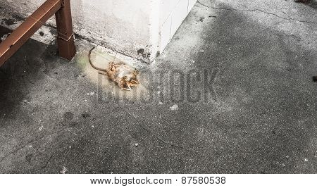 Result Of A Rodent Control