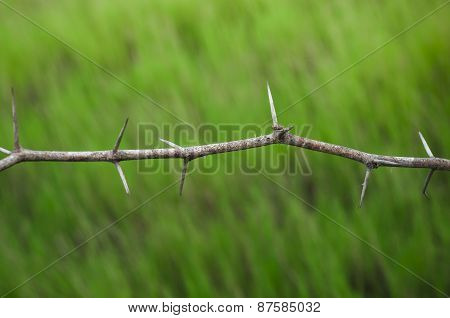 Dry Thorn
