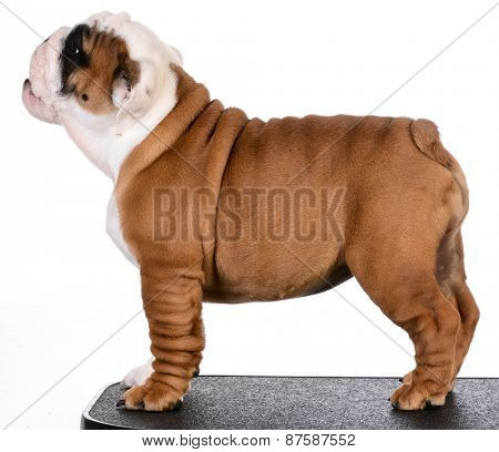 cute puppy standing on black mat - bulldog puppy three months old