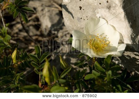 Dogrose en piedra