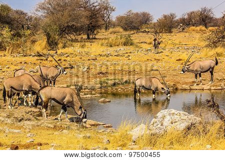 Gemsboks drinking