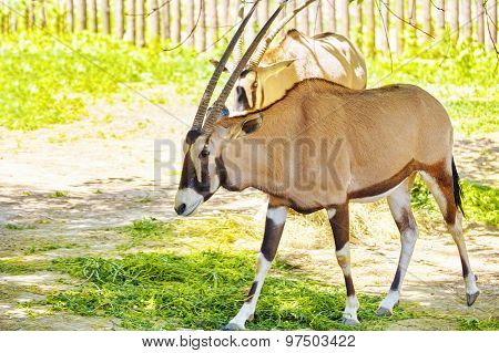 Oryx Gazella. National Forest.