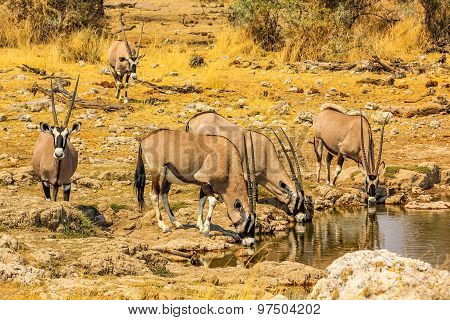 Gemsboks drinking