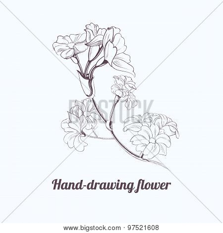 Vector hand-drawing flower. Page and postcard decoration element. Decoration for parfume bottles. Fl
