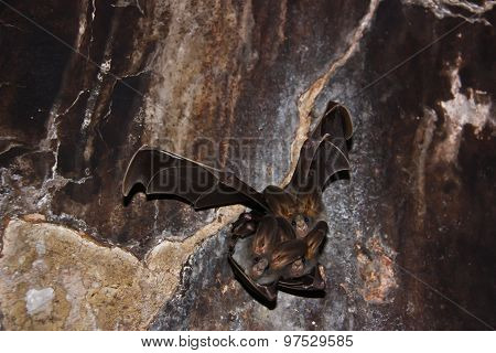Bat Wings.