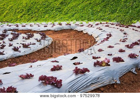 Lettuce Vegetables In Field