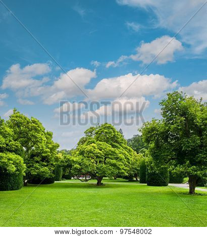 Beautiful Park Trees Over Cloudy  Blue Sky. Formal Garden